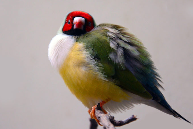 finch bird