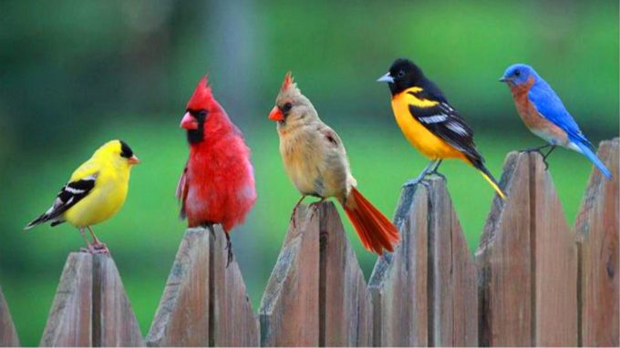 five different colored birds