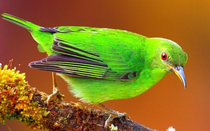 green color bird picture
