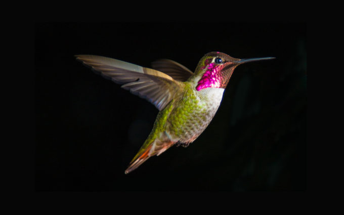 hummingbird