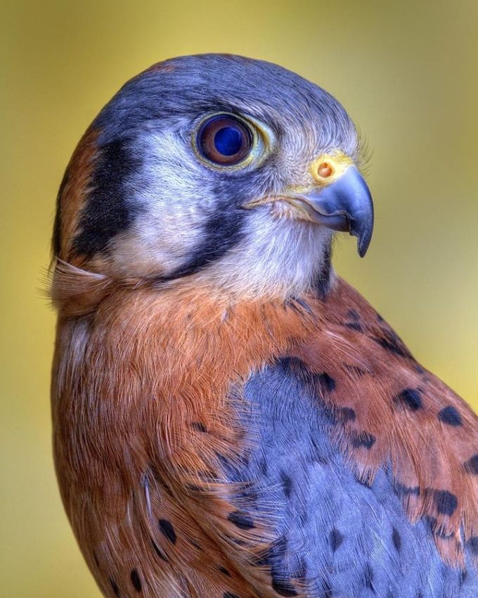 picture of an eagle