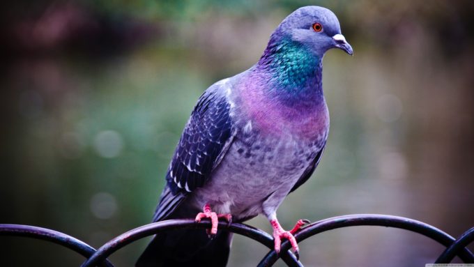 pretty pegion bird picture