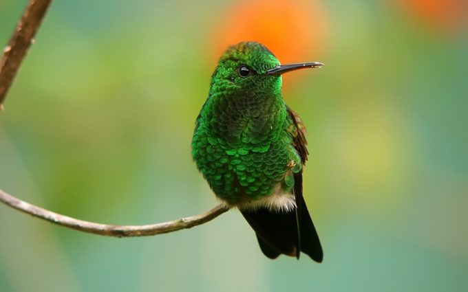 pretty picture of hummingbird