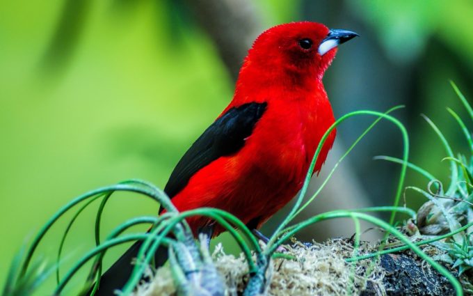red and black color bird awesome photo
