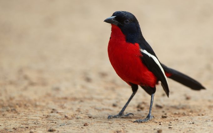 red black color bird