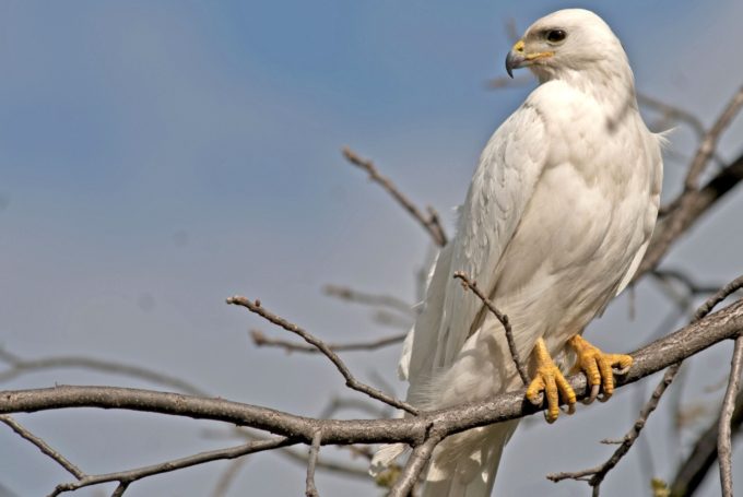 white eagle