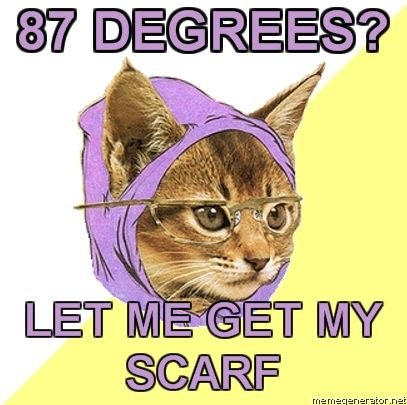 cute-funny-Cat-meme-30