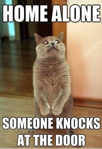 cute-funny-Cat-meme-31