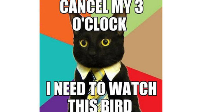 cute-funny-Cat-meme-33