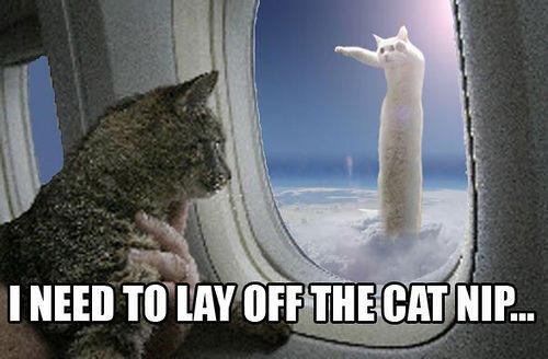cute-funny-Cat-meme-23