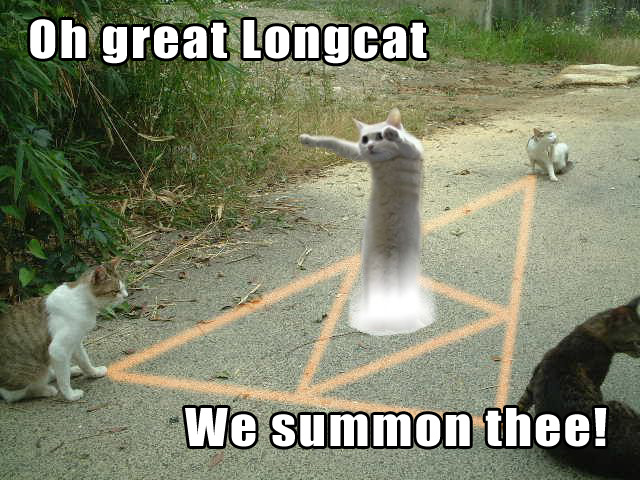 cute-funny-Cat-meme-24