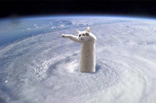 cute-funny-Cat-meme-26