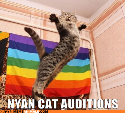 cute-funny-Cat-meme-4