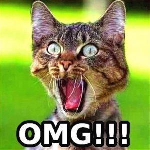 cute-funny-Cat-meme-10