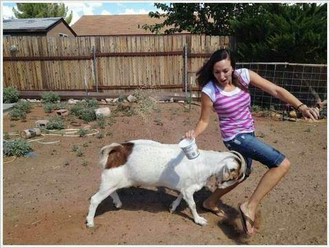 fighting funny goat picture