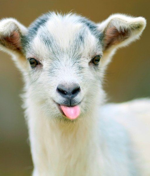 funny baby goats