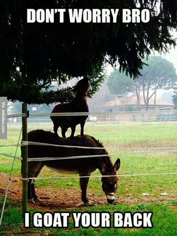 funny farm goat caption images