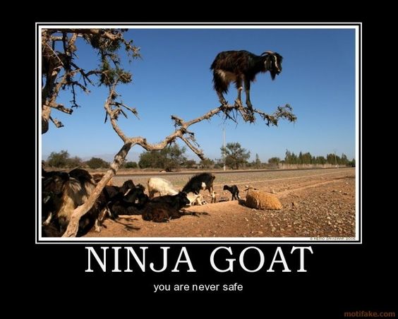 funny goat captions