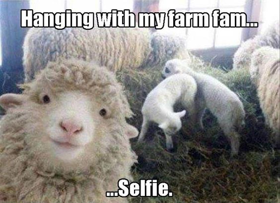 funny goat face picture with caption