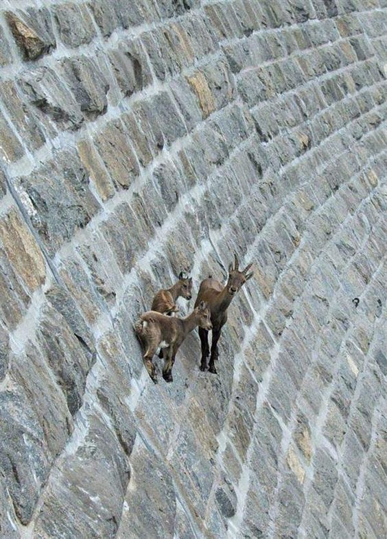 funny goat images