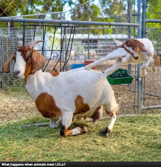 funny goat photos