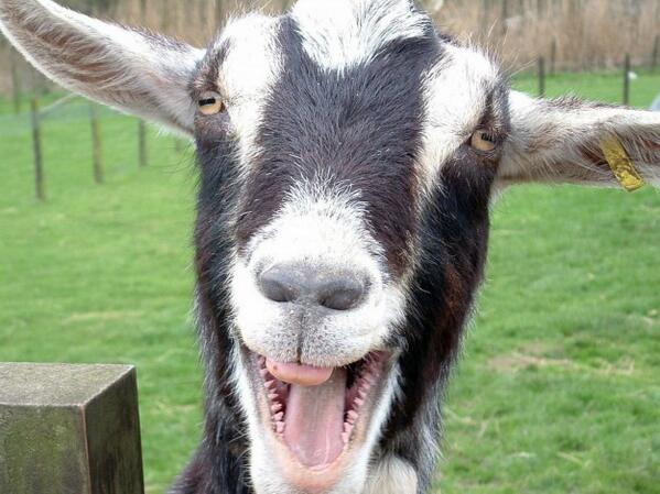 funny goat screaming photo