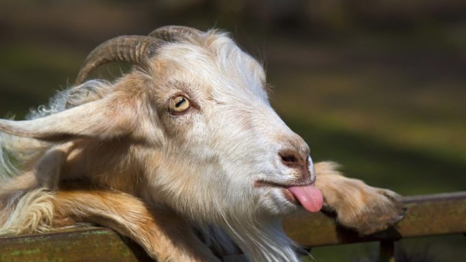 funny goat showing tongue hd image