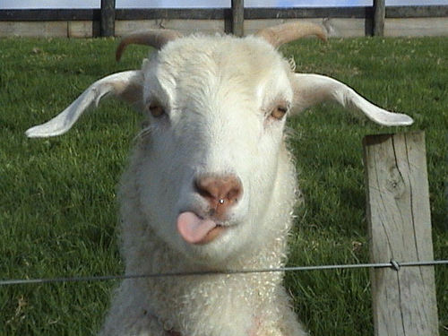 funny goat showing tongue