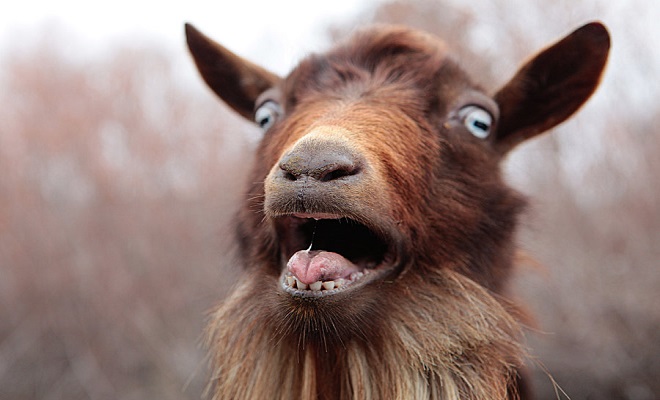 funny goats screaming