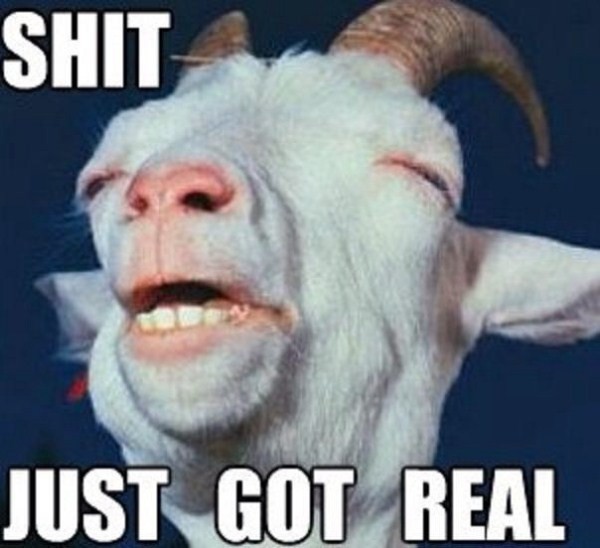 funny goats