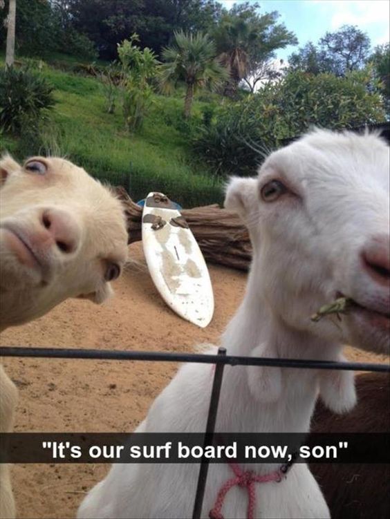 funny looking goats
