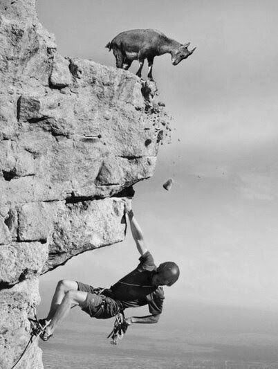 funny mountain goat pics