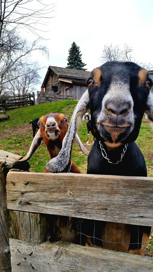 goat farm images