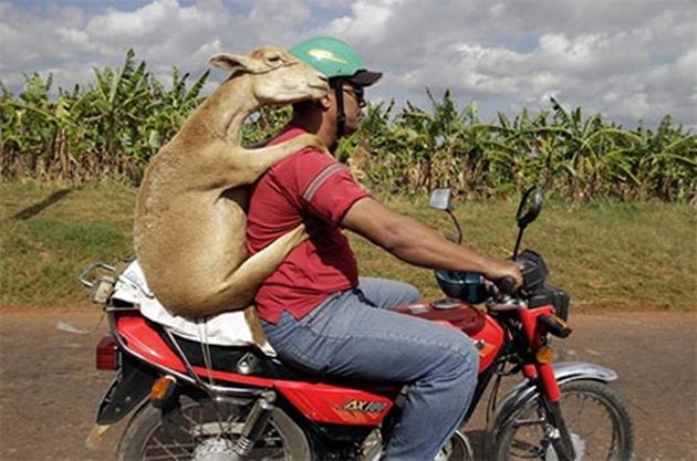 share funny goat riding on bike with man
