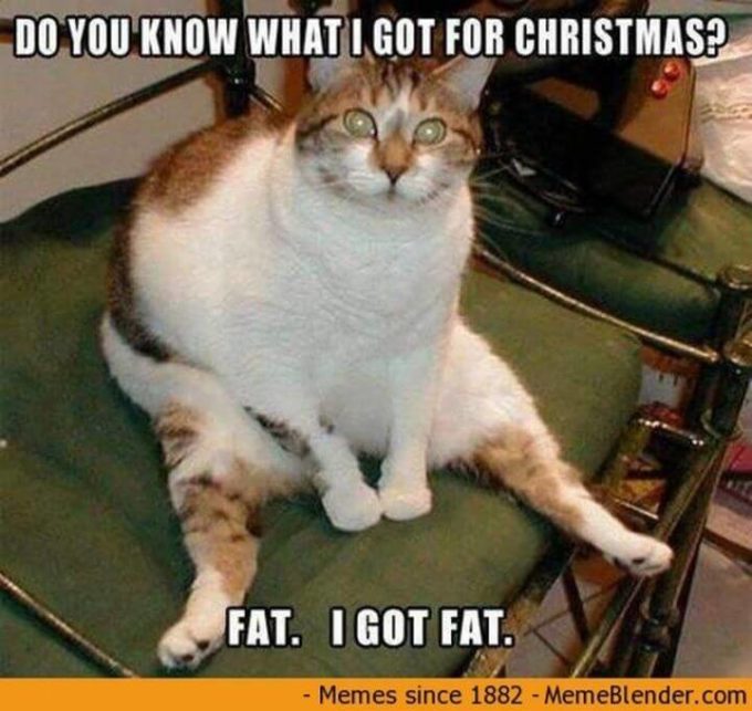 cat funny xmas meme