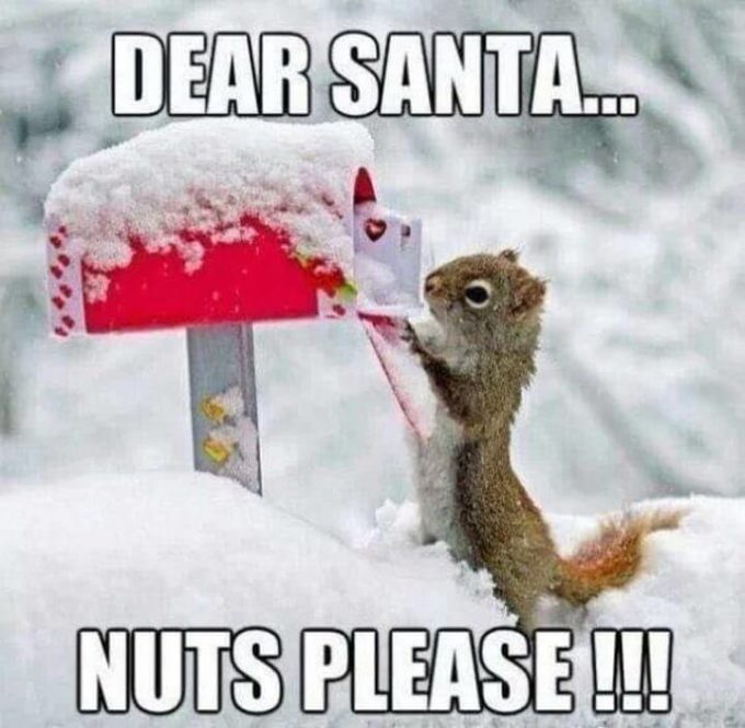 funny squirrel xmas meme