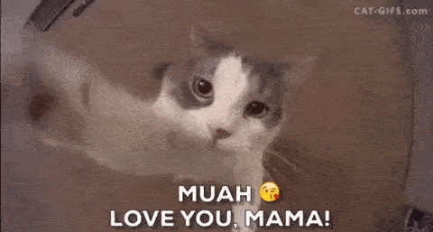 cute cat kissing funny gif image for happy mothers day