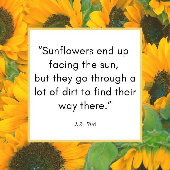 sunflowers end up facing the sun motivational life quote image