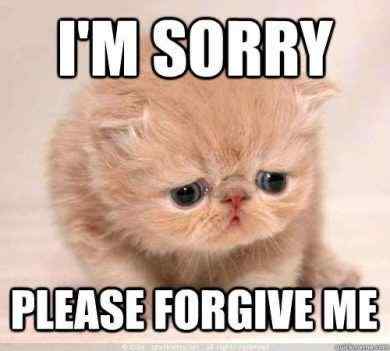 i'm sorry please forgive me sad cat meme