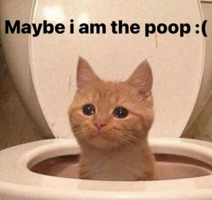 maybe i am the poop sad cat meme