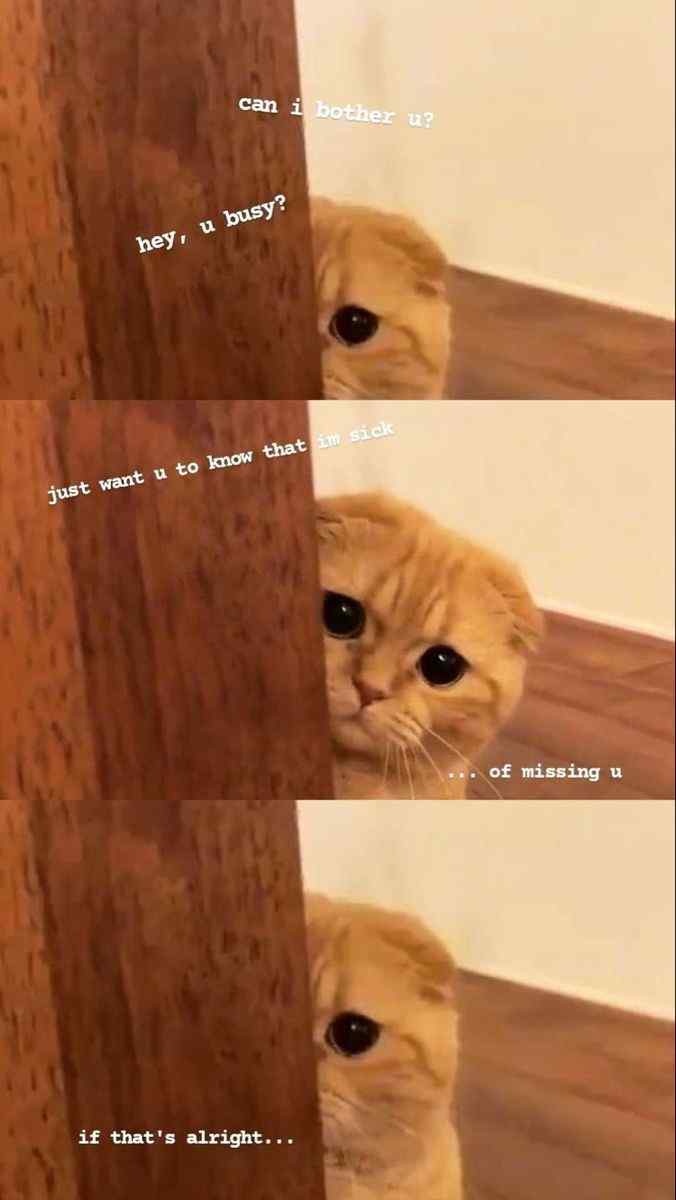 hey sorry to bother you just wanted to say I’m sick of missing you caption sad cat meme