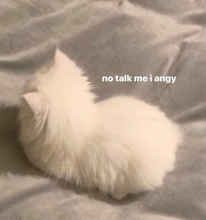 no talk me i angy caption small fluffy sad cat meme