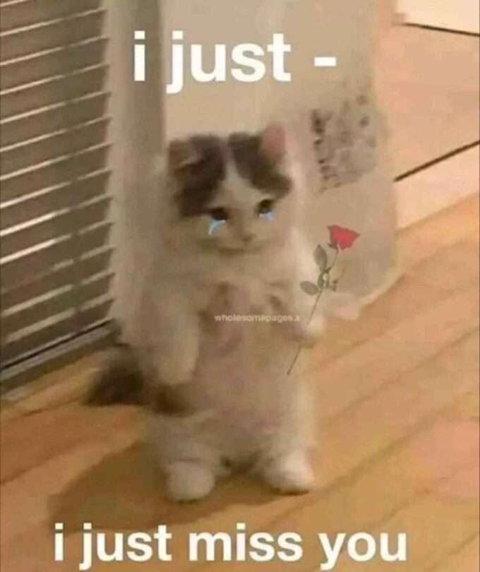 caption i just miss you sad cat meme