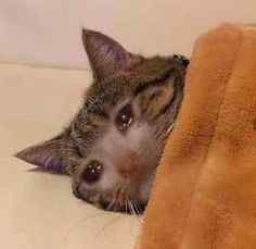 crying in orange blanket sad cat meme