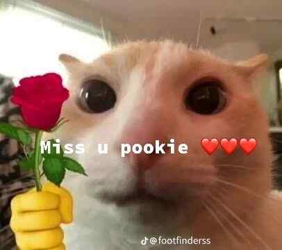 miss u pookie caption sad cat meme