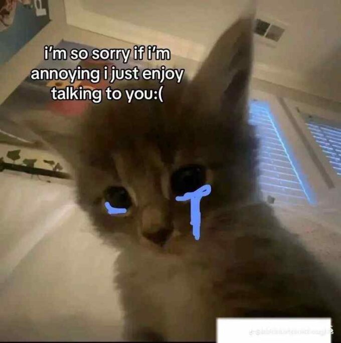 i'm sorry saying crying sad cat meme