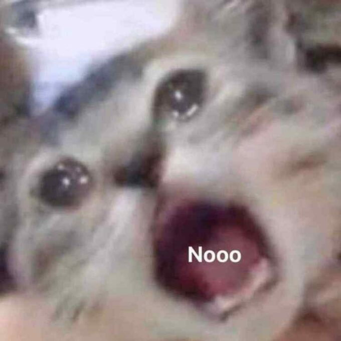 nooo screaming sad cat meme