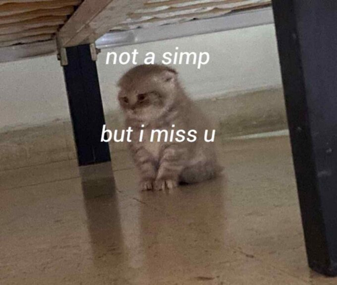 not a simp but i miss u caption sad cat meme