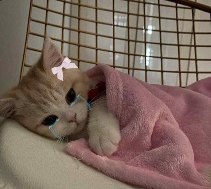 cute sad kitten meme
