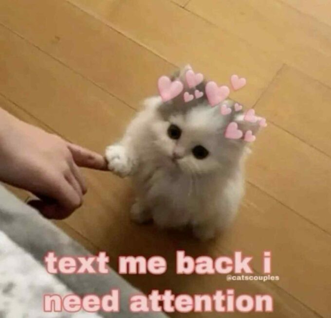 cute text me back i need attention caption sad cat meme